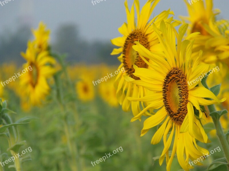 Sunflower Field Thailand Sunflowers Yellow Flowers