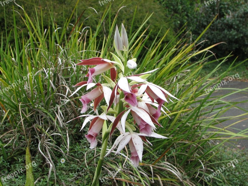 Swamp Lily Garden Plants Tranquil Flower