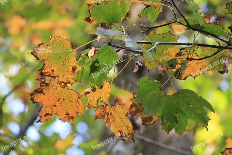 Leaf Autumn Leaves Golden Autumn Leaves In The Autumn