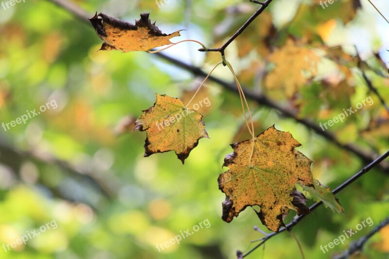 Autumn Maple Leaves Colorful Yellow