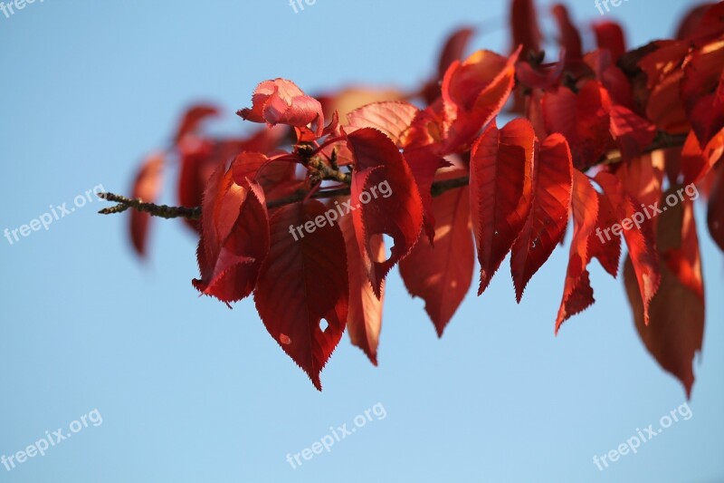 Autumn Autumn Mood Red Leaves Emerge