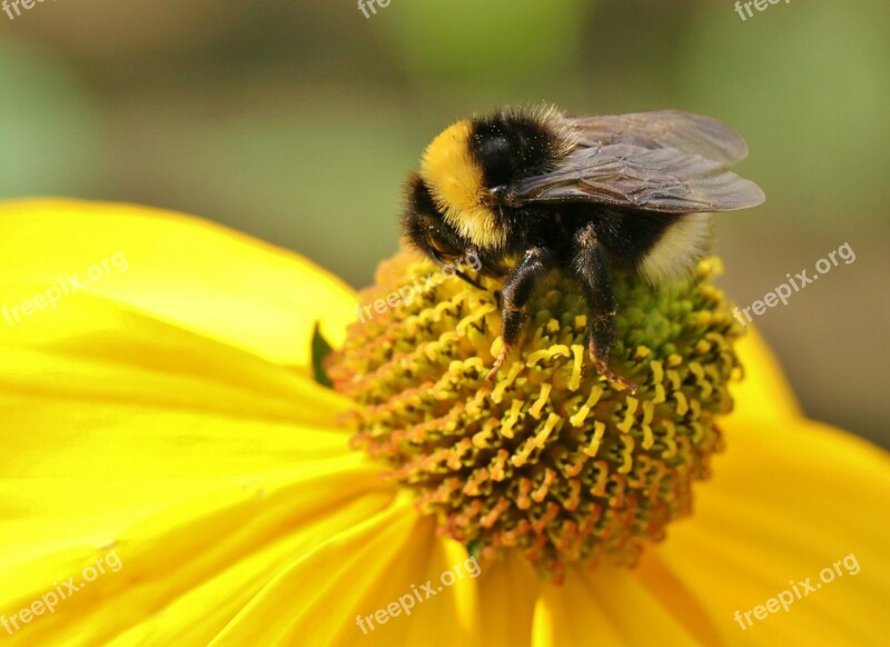 Hummel Insect Blossom Bloom Plant