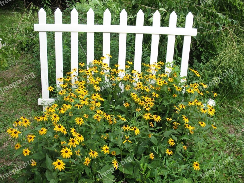 Fence Picket Fence Flowers Cone Flowers Homestead