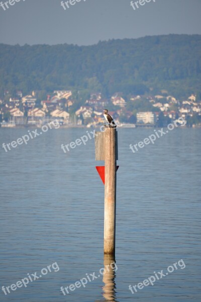 Heron Bird Lake Constance Lake View Lake