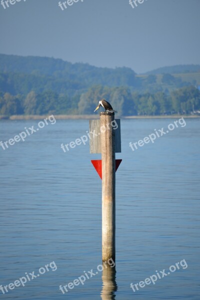 Heron Bird Lake Constance Lake View Lake