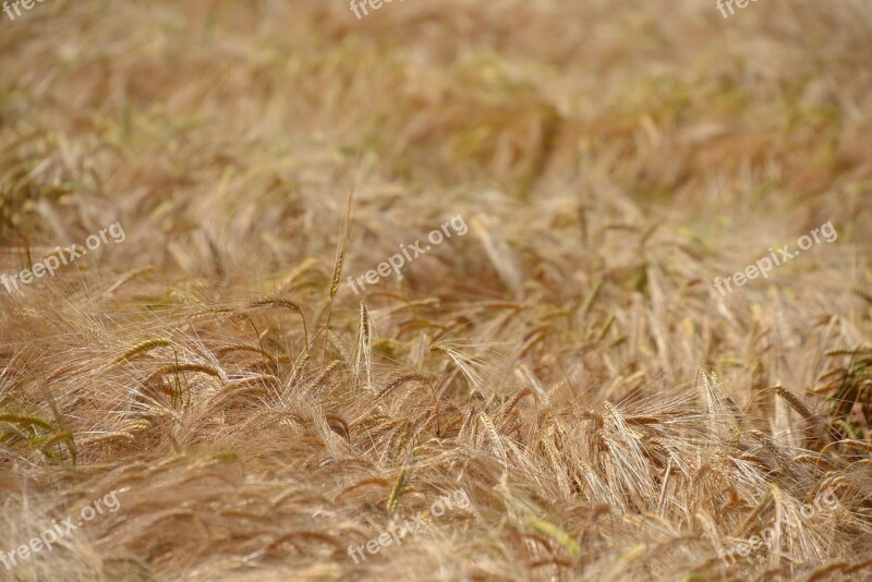 Wheat Field Cereals Grain Wheat Field