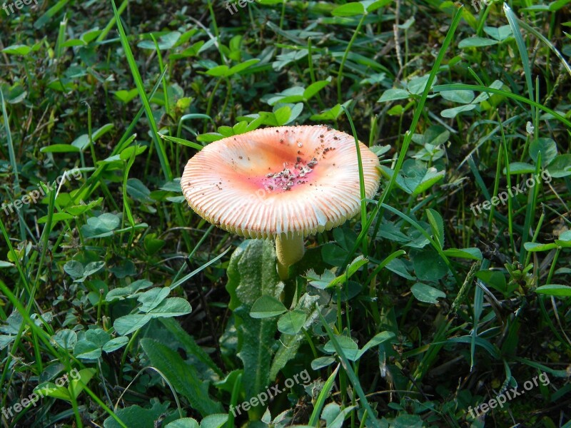 Mushroom Color Orange Grass Natural