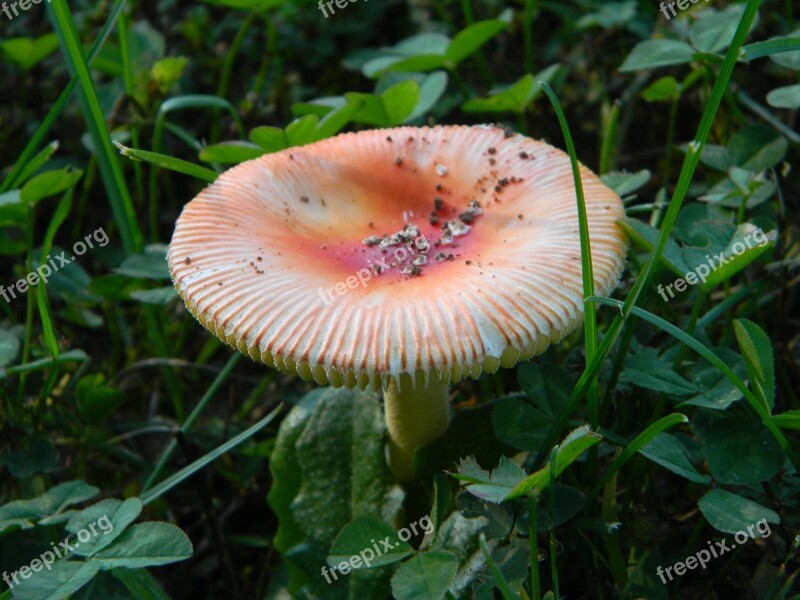 Mushroom Orange Grass Yard Nature