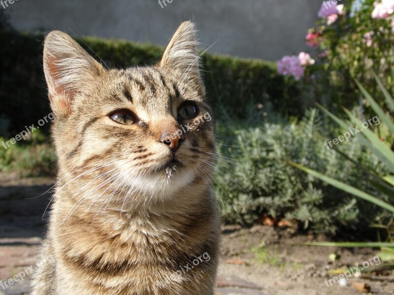 Cat Kitten Small Animals Animal