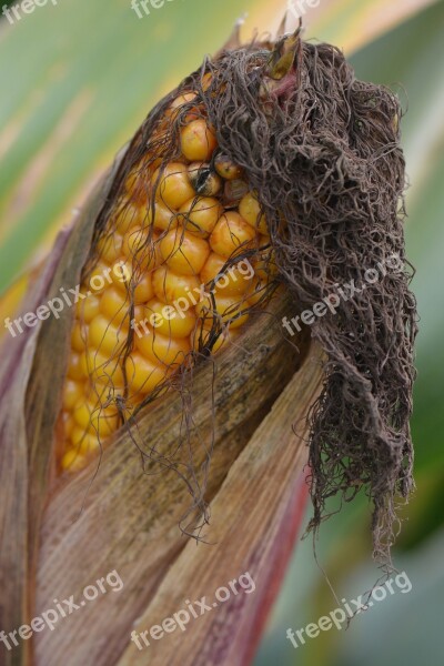 Corn Flask Vegetable Nature Free Photos