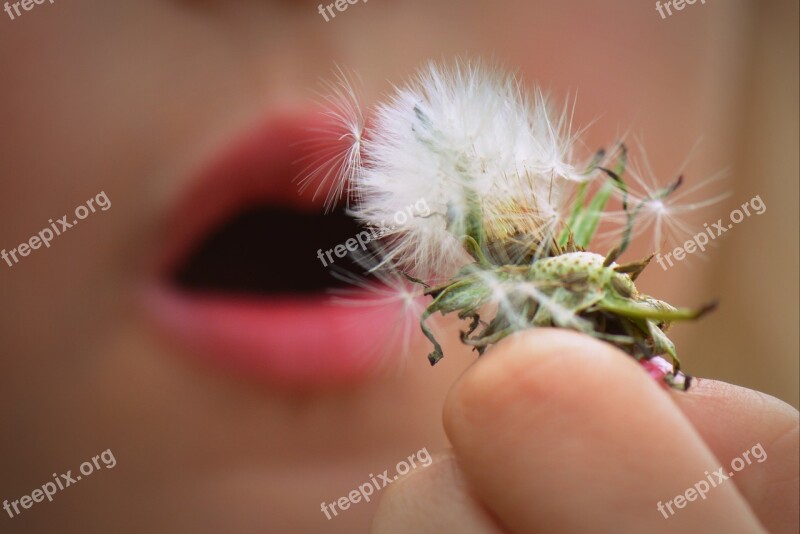 Blowing Mouth Fluff Dandelion Free Photos