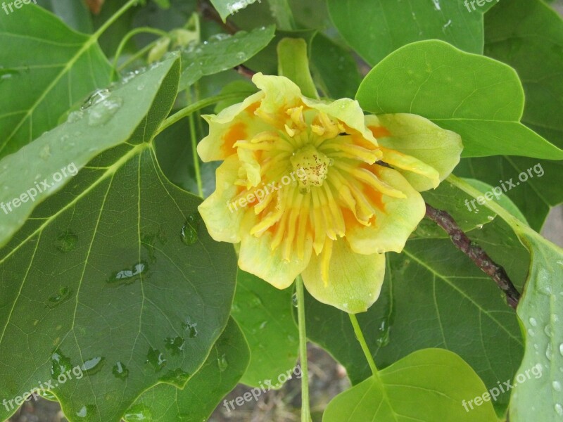 Tulip Tree Liriodendron Tulipifera Magnoliengewaechs Tree Plant