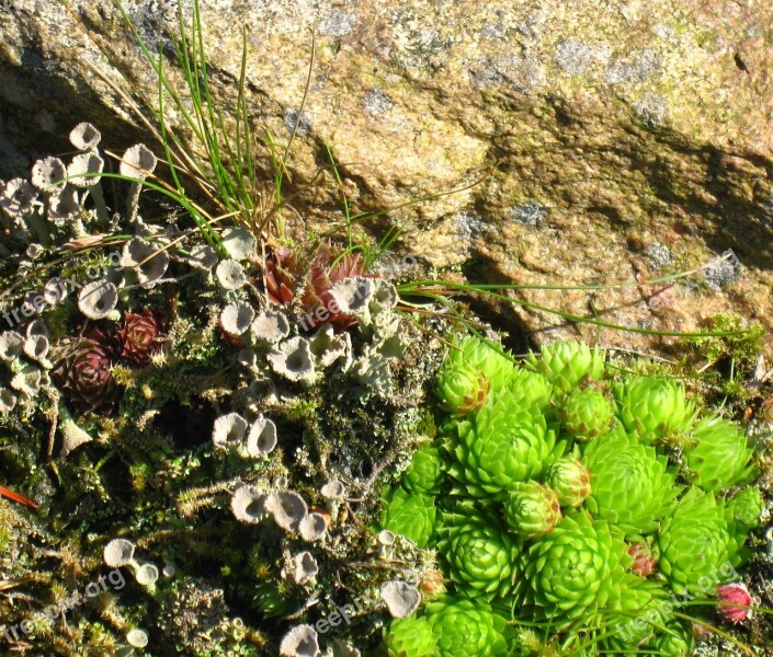 Stone Garden Rock Garden Plant Houseleek Plant Green