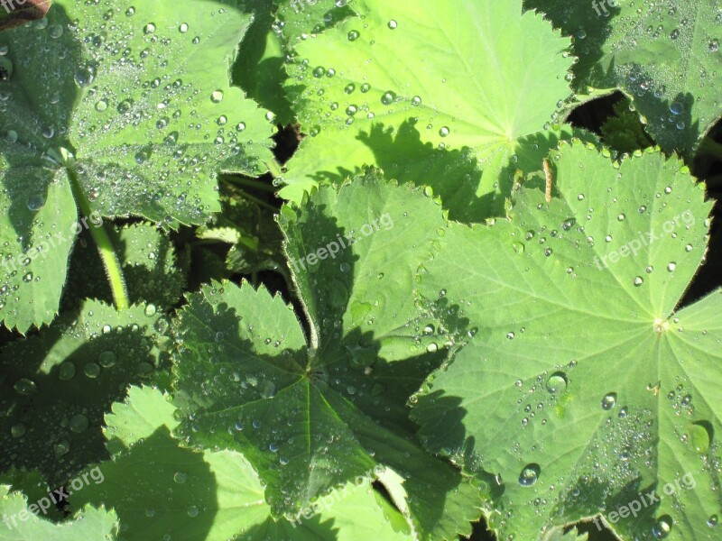 Frauenmantel Drop Of Water Green Nature Leaf