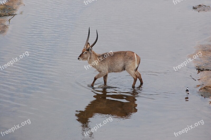 Waterbuck Safari Africa Antelope Free Photos