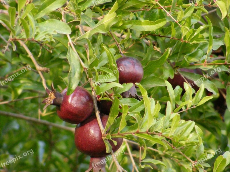 Pomegranate Nature Fruit Natural Red