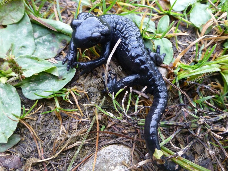 Salamander Black Alpine Nature Amphibian