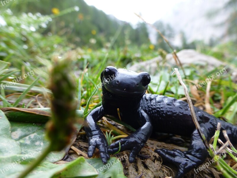 Salamander Black Alpine Nature Amphibian