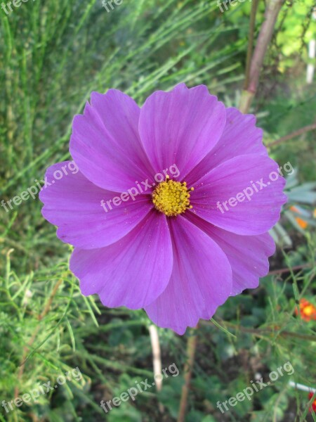 Cosmos Cosmea Flower Blossom Bloom