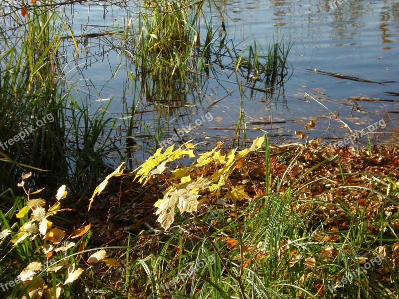 Bank Autumn Fall Foliage Water Landscape