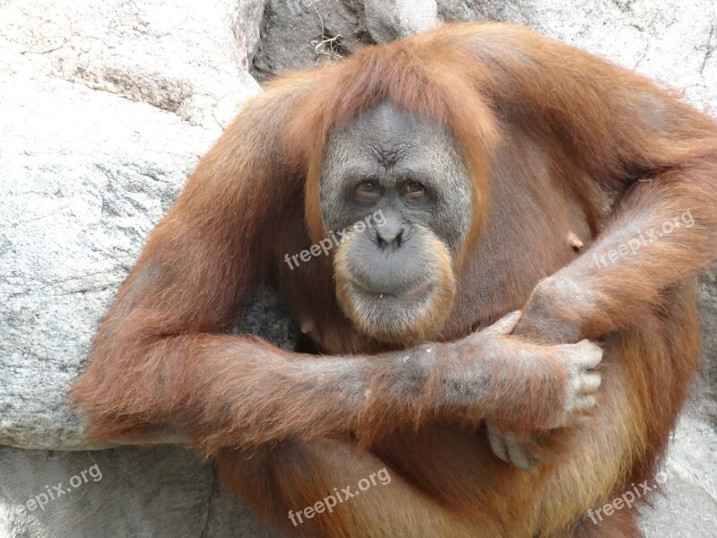 Orang Utan Zoo Monkey Ape Primate