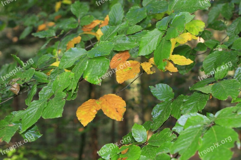 Leaves Autumn Fall Foliage Colorful Colored