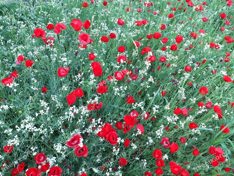 Poppies Flowers Red White Green