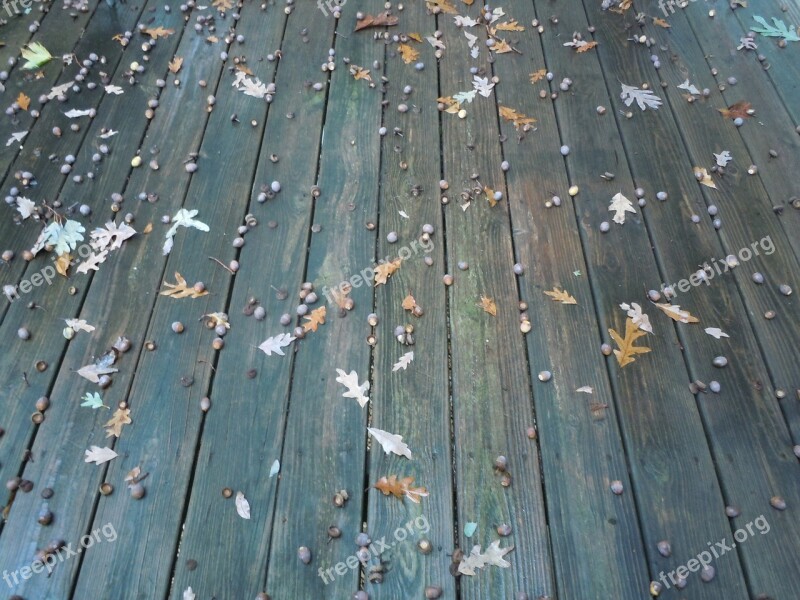 Deck Acorn Leaves Oak Fall