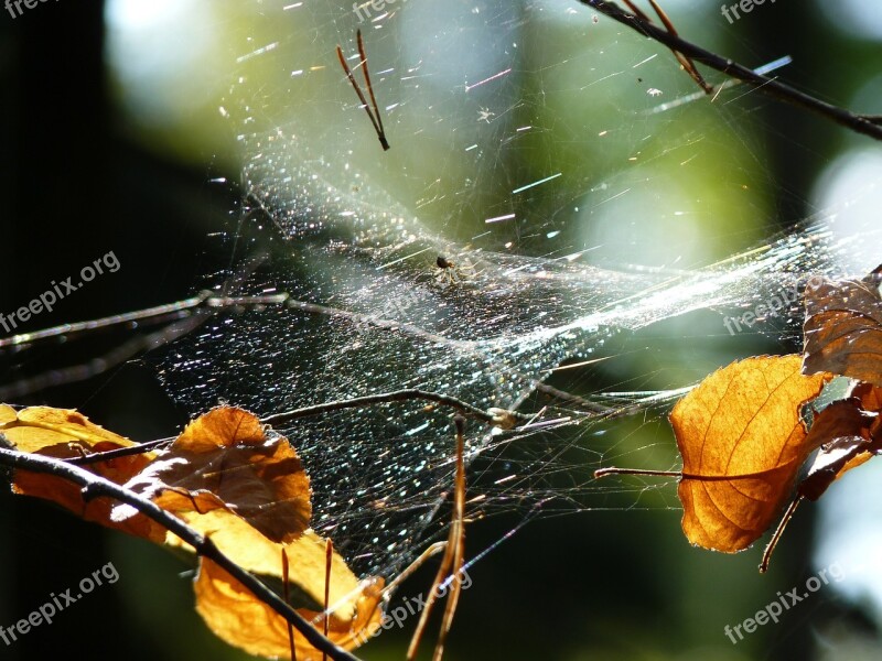 Cobweb Spider Web Nature Insect