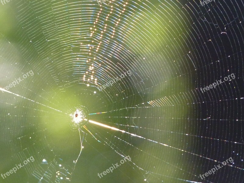 Cobweb Web Spider Sun Close Up