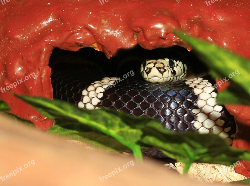 California Getula Chain Natter Snake King Snake Lampropeltis Getula Californiae