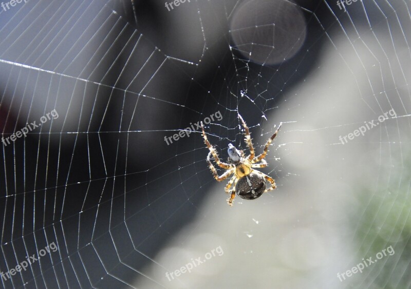 Garden Spider Spin Garden Spider Web Free Photos