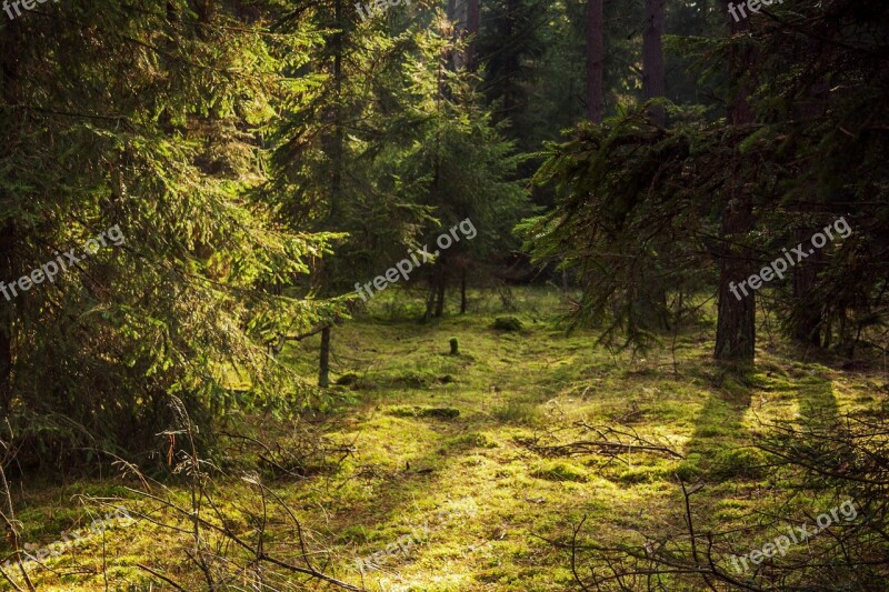 Forest Spruce Tree Autumn Green