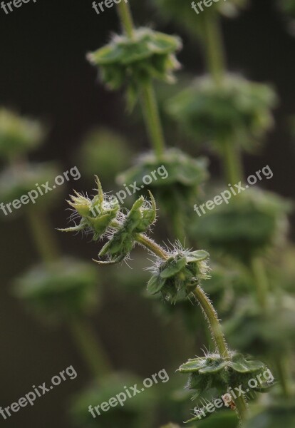 Thistle Plant Green Garden Weeds