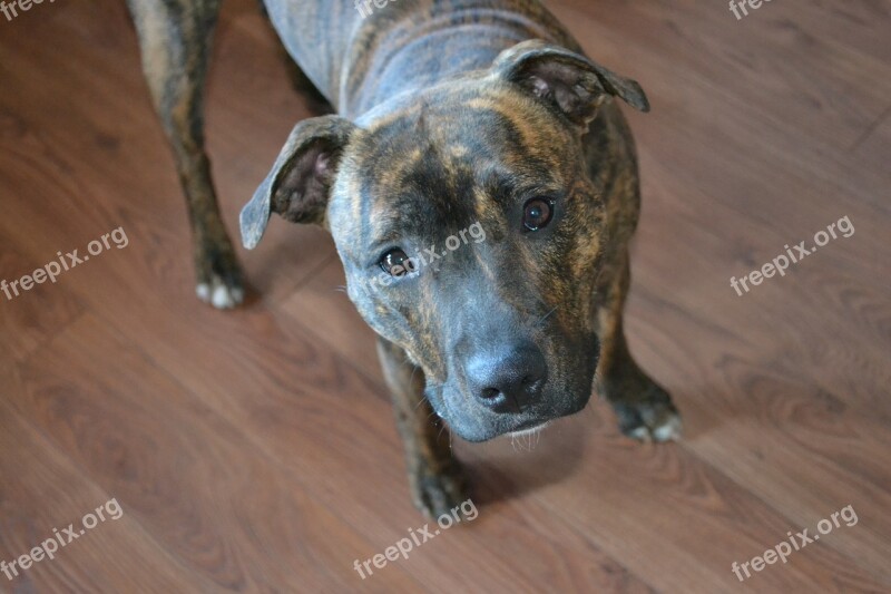 Dog Cute Staffy Staffordshire Staffordshire Bullterrier