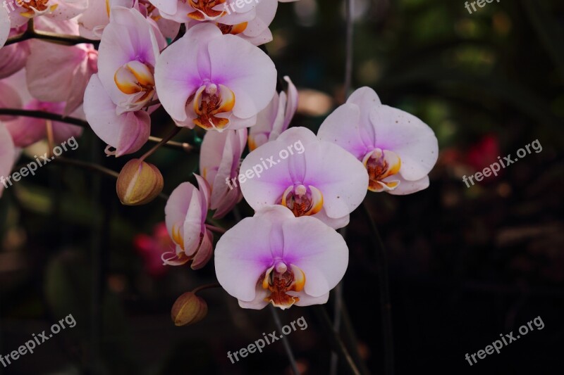 Orchids Flower Pretty Pink Free Photos