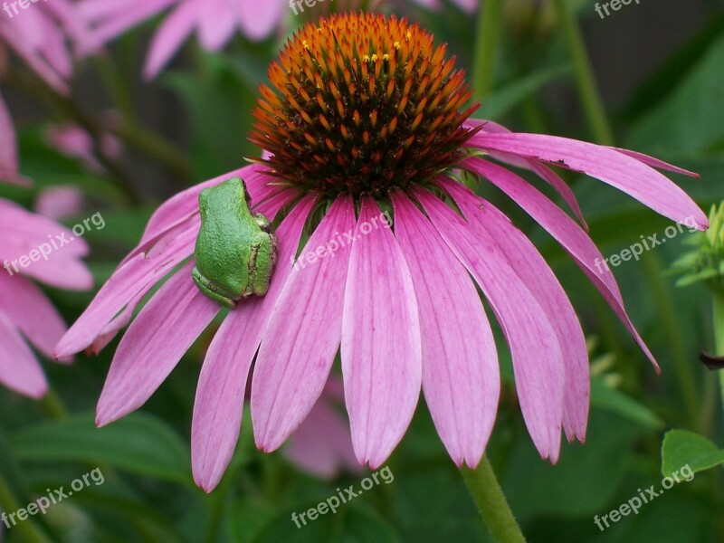 Coneflower Frog Flower Nature Echinacea