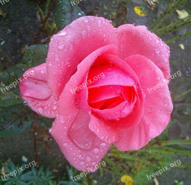 Garden Red Flower Roses Red Roses