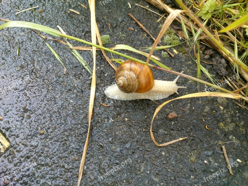 Snail Shell Mollusk Slowly Brown