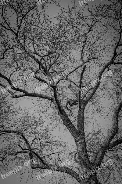 Tree Bare Branches Nature Winter