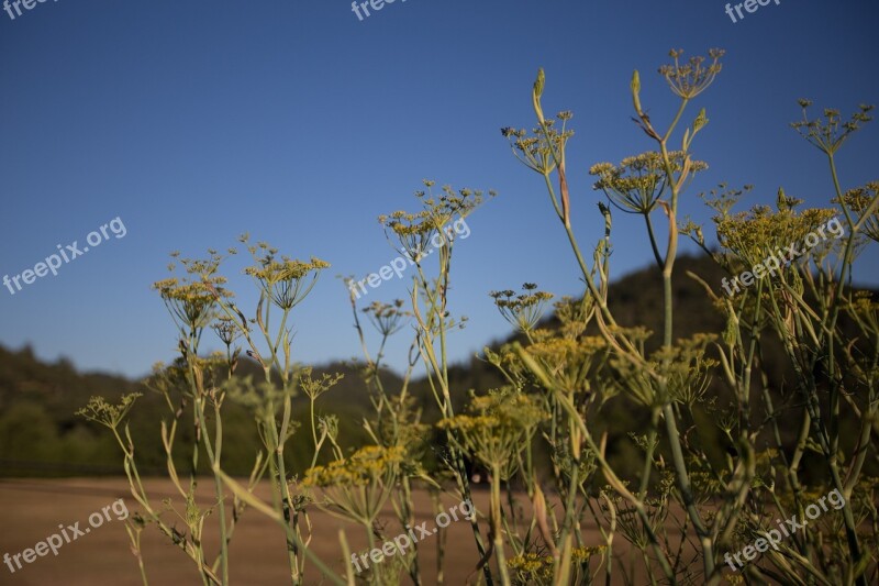 Flowers Weeds Landscape Outdoor Field