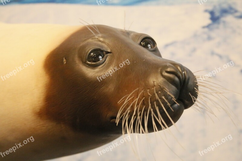 Seal Whiskers Animal Mammal Ocean