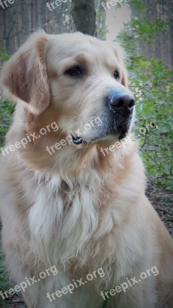 Golden Retriever Pet Dog Animal Portrait Face