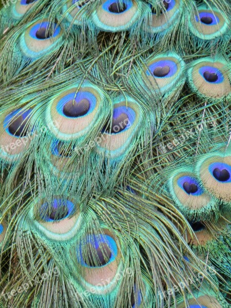 Peacock Feathers Peacock Color Bird Feather Close Up