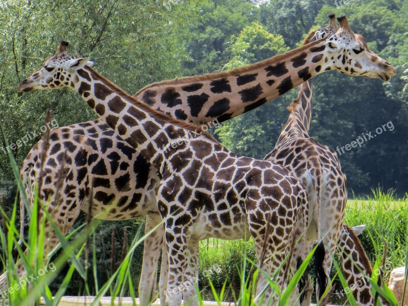 Giraffes Animals Neck Free Photos