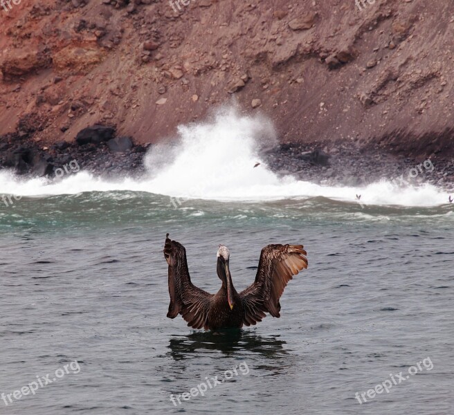 Pelican Galápagos Islands Ecuador Bird