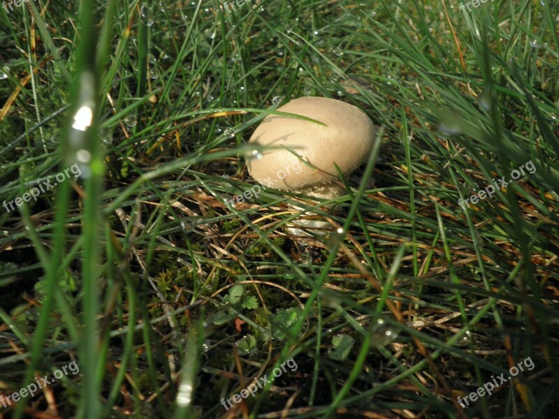 Mushroom Meadow Autumn Small In The Grass