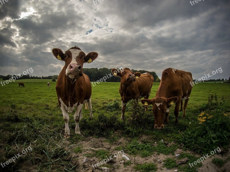 Cows Meadow Mammals Animal Green