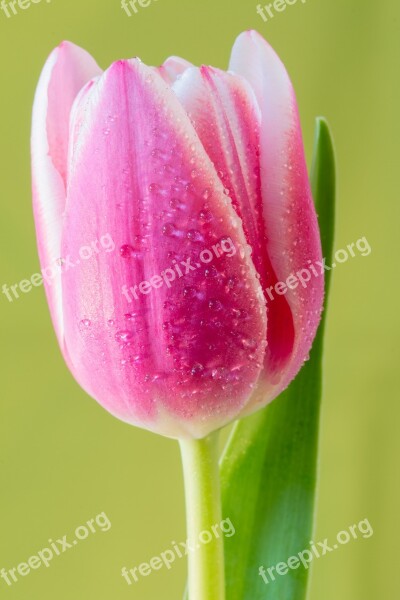 Tulip Flower Macro Flora Plant