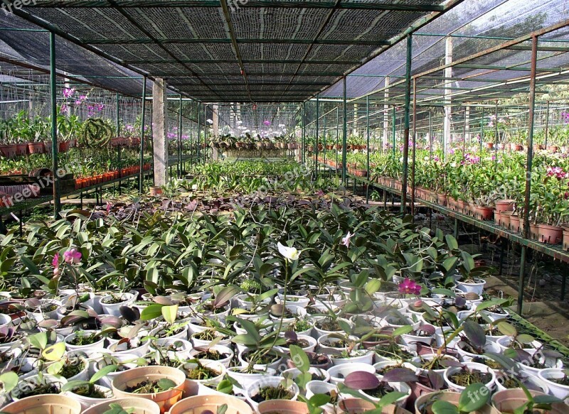 Greenhouse Orchids Seeding Plants Environment